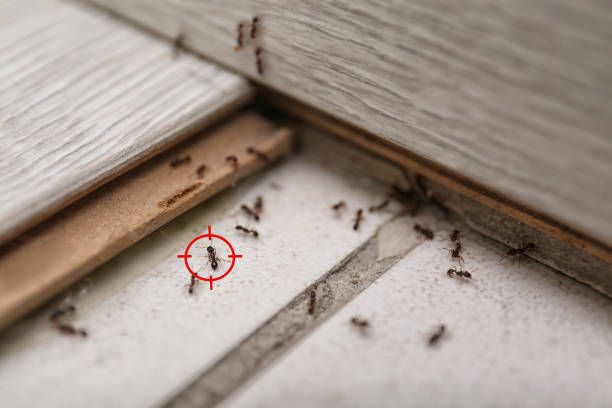 Best Bed Bug Extermination  in Fallsburg, NY