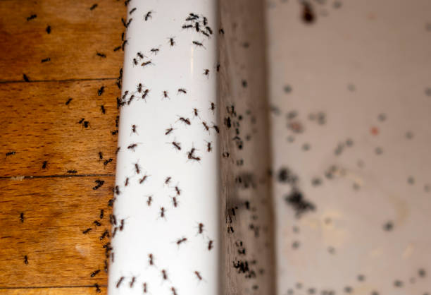 Best Affordable Pest Control Services  in Fallsburg, NY